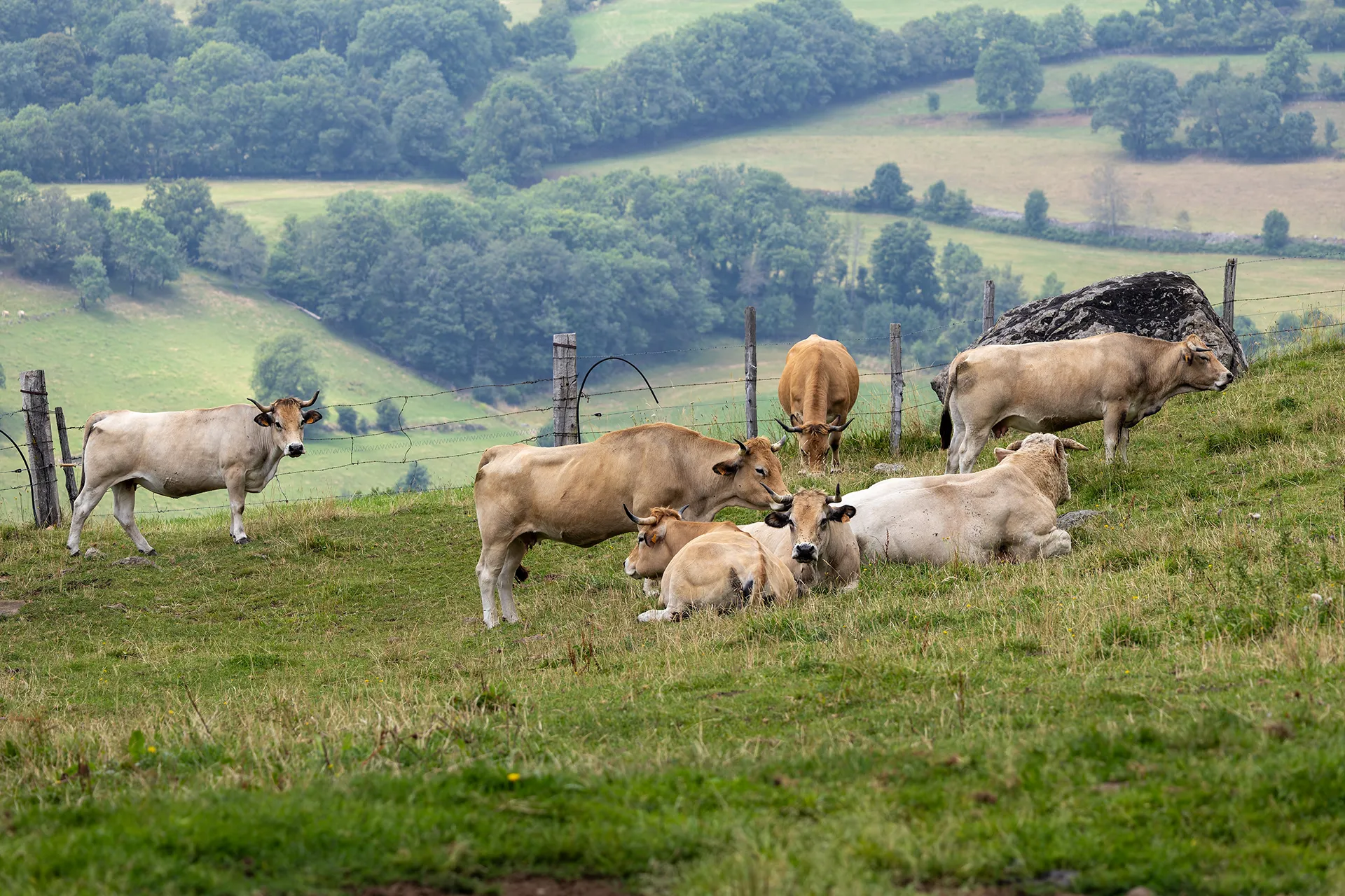 Vaches de l'Aubrac