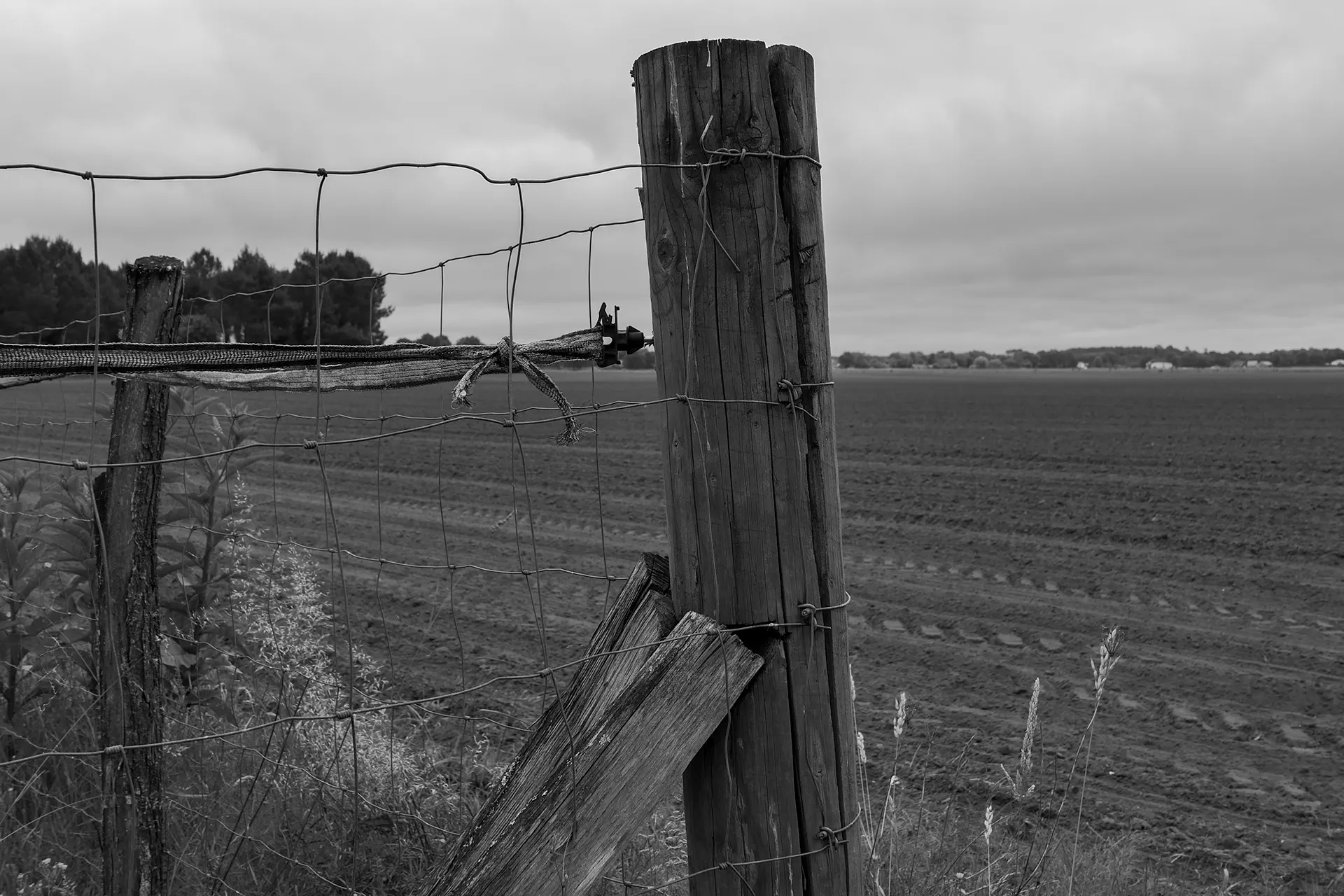 Clôture en bordure d'un champ de Maïs
