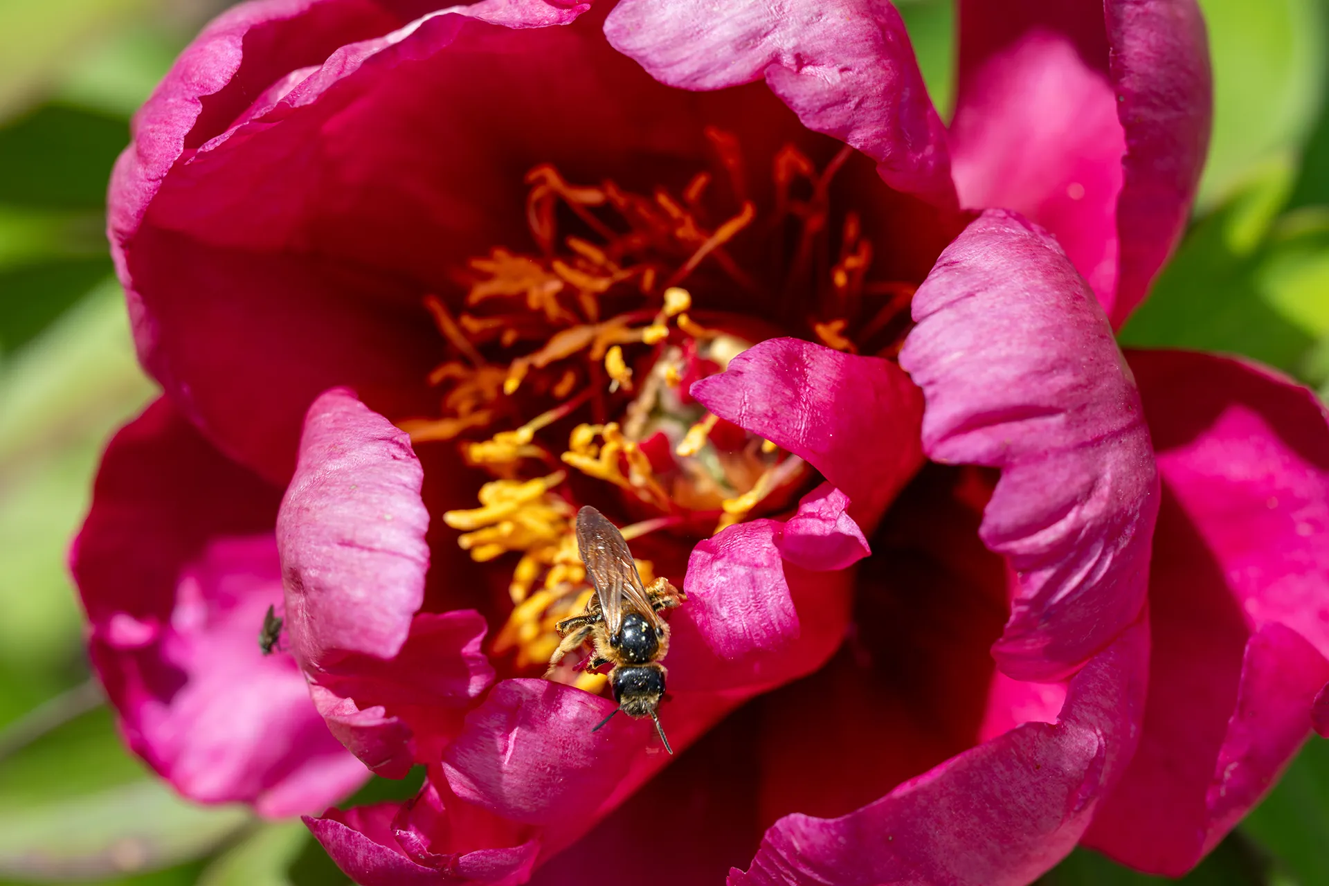 Abeille en train de butiner