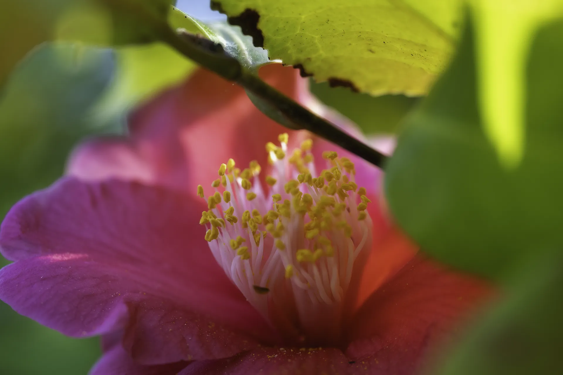 Étamines de camélia sous les feuilles au lever du soleil
