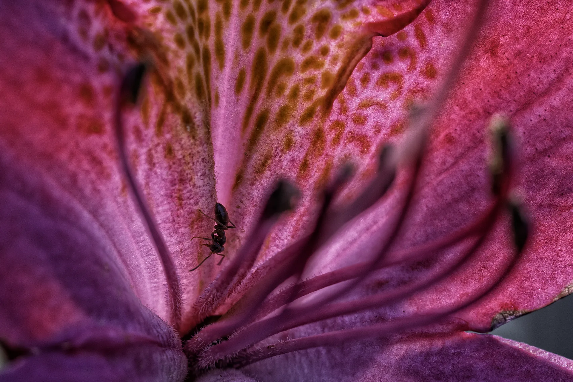 Une fourmi dans le rhododendron