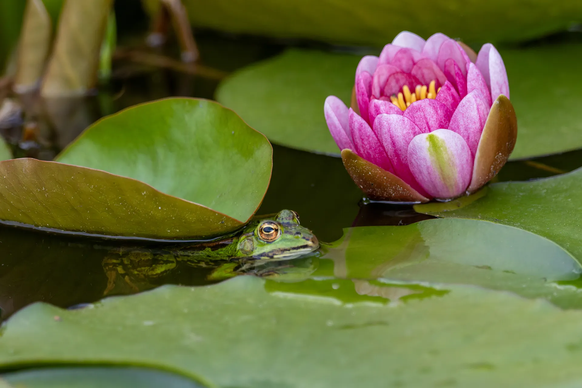La grenouille et son nénuphar