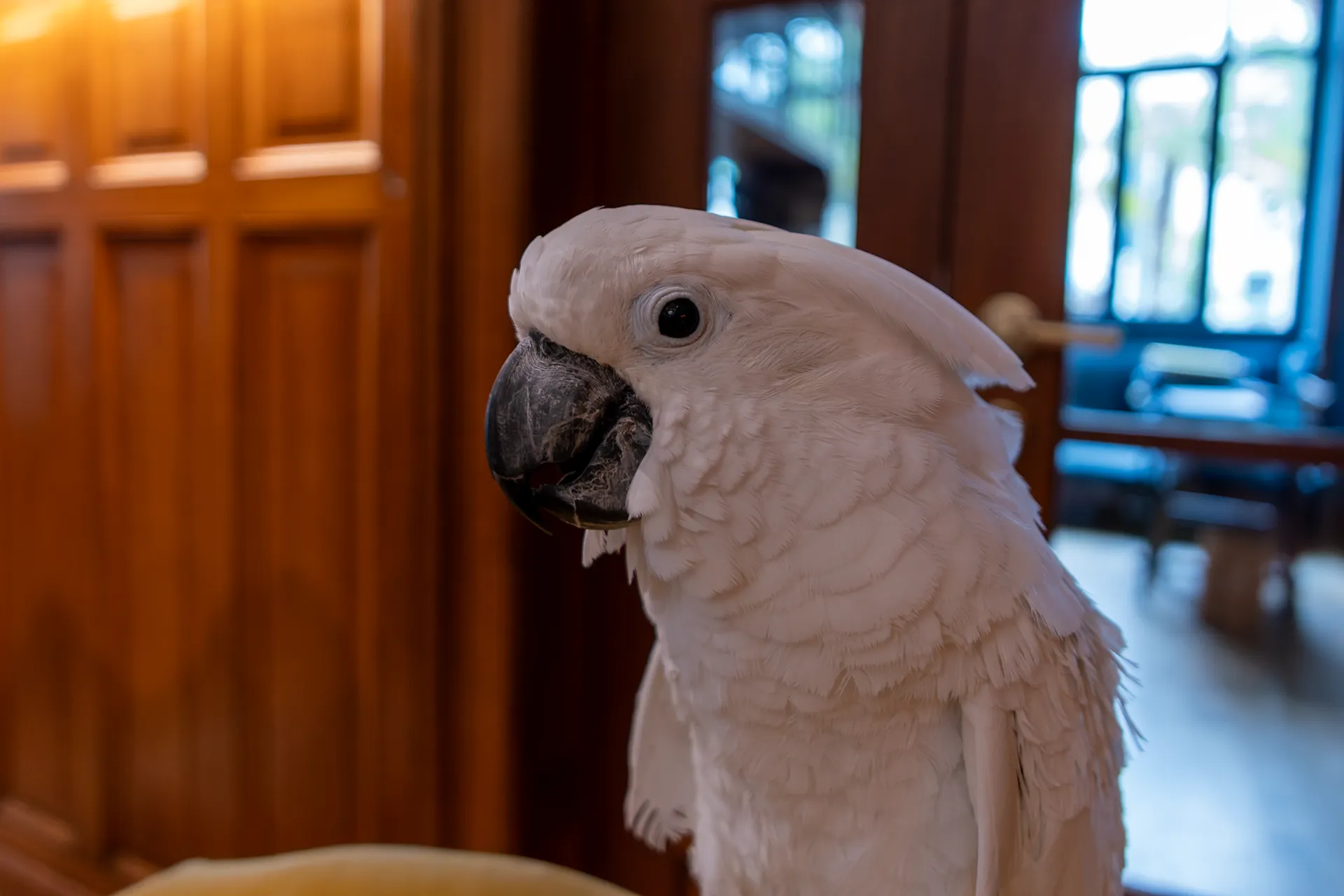 Charlie de la Villa Mirasol